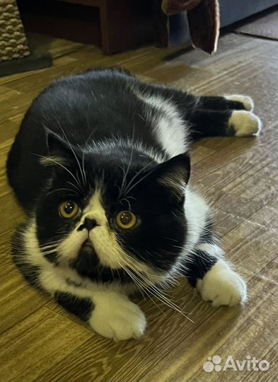 Кот экзот