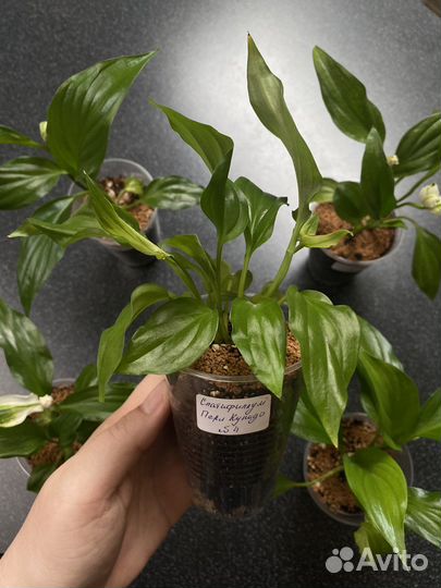 Спатифиллум Перл Купидо