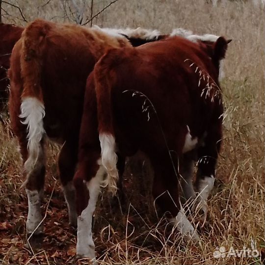 Бычки и быки