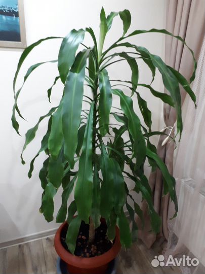Комнатные цветы юкка