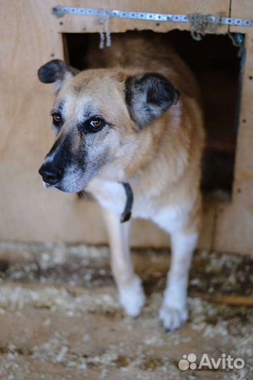 Собака Таша ищет семью