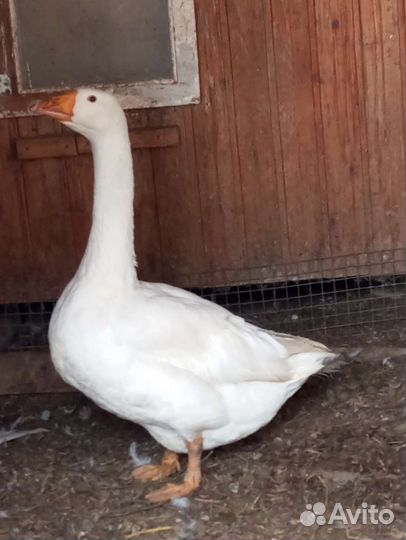 Гусь+гусыня