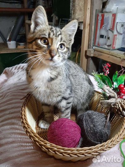 Котенок мальчик ищет дом. Ласковый малыш