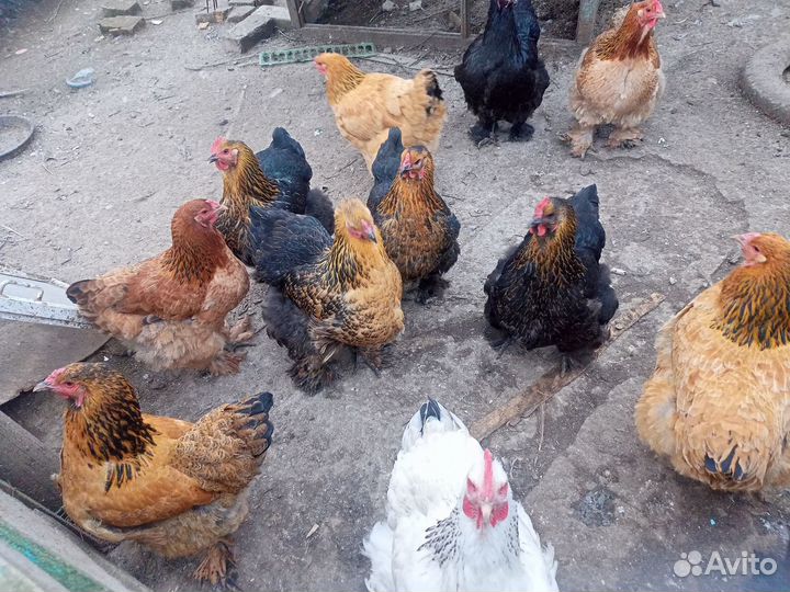 Продажа домашней птицы