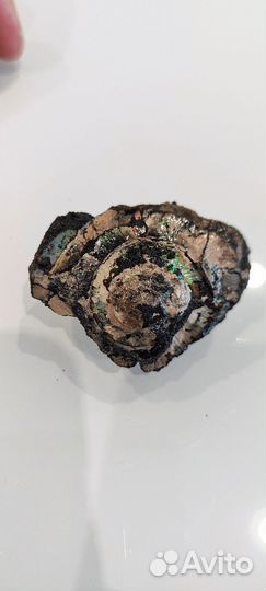 Две раковины аммонита с белемнитом в породе