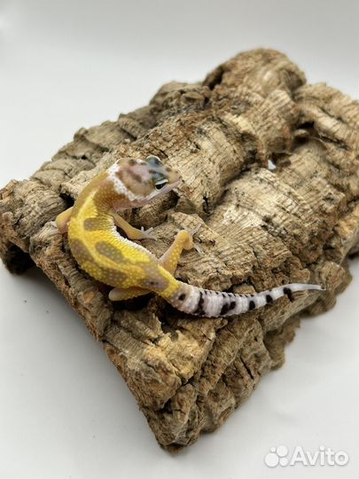 Эублефар малыши