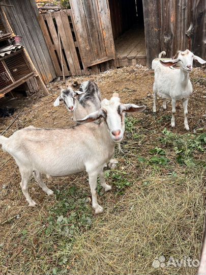 Нубийские козы