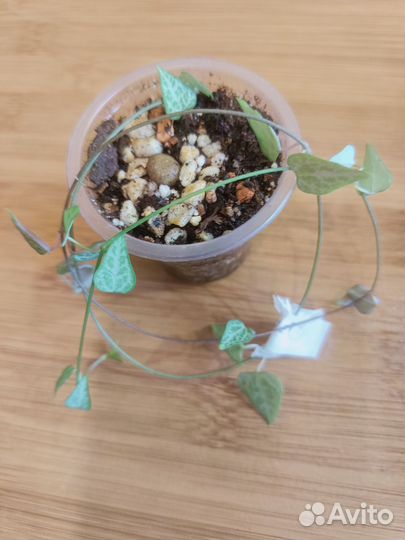 Церопегия вуда, дюрбан, оранж ривьер и другие