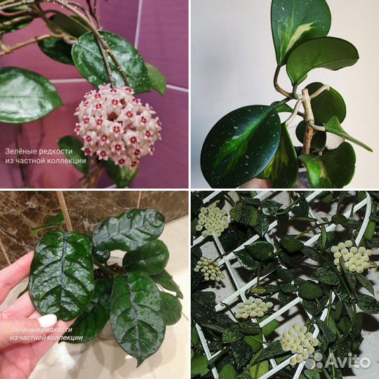 Хойи из личной коллекции