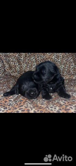 Цвергшнауцер щенки, девочки