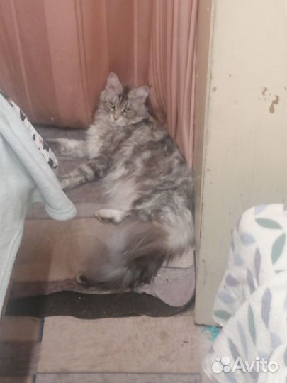 Кошки мейн-кун