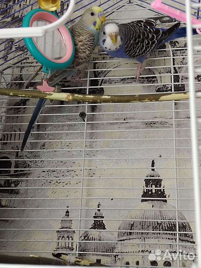 Волнистый попугай