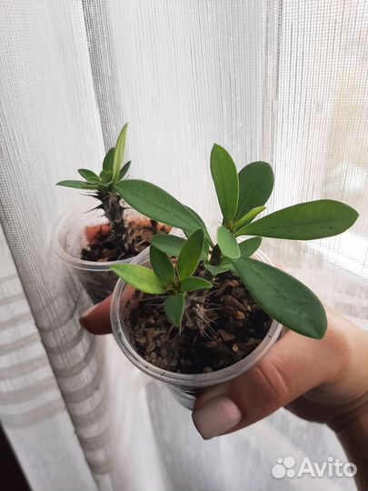 Молочай Миля розовый