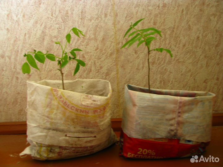 Саженцы ореха маньчжурского