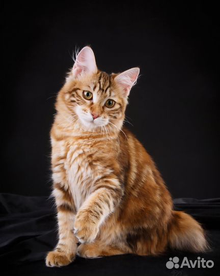 Клубные девочки