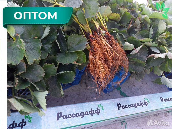 Рассада клубники. Для теплиц и гидропоники