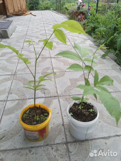 Манчжурский орех