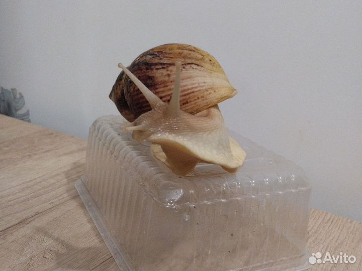 Улитки ахатины ретикулята