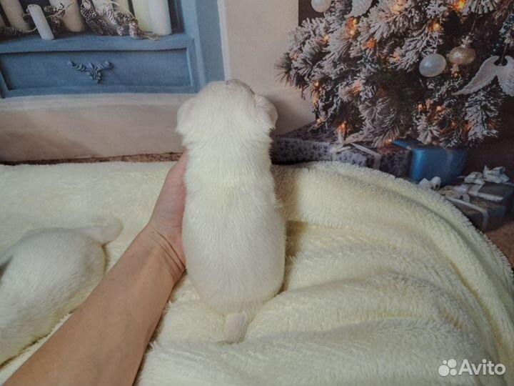 Снеговичок