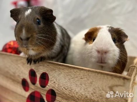 Морские свинки. Домашние питомцы для обожания