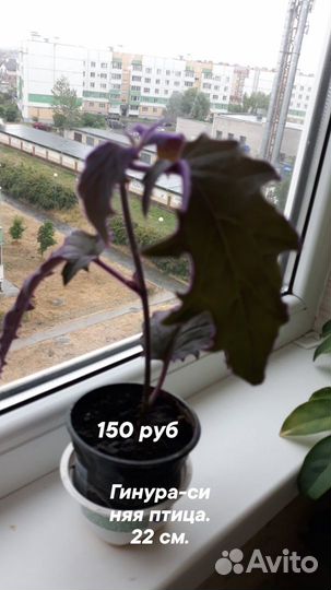 Продам комнатные растения