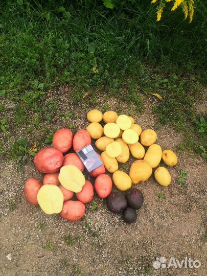 Продам картофель