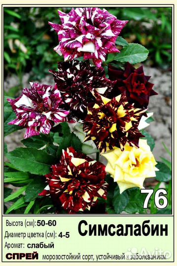 Чайно-гибридная, Плетистая розы