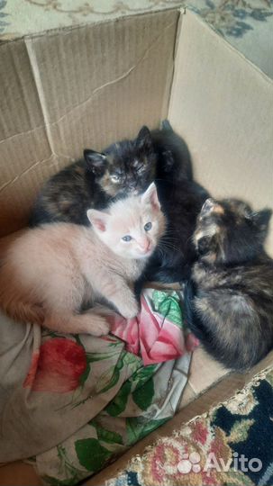 Котята в добрые руки