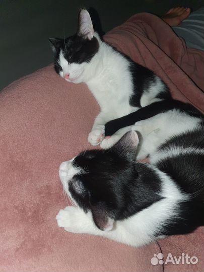 Котята девочки 3 месяца