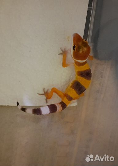 Геккон эублефар