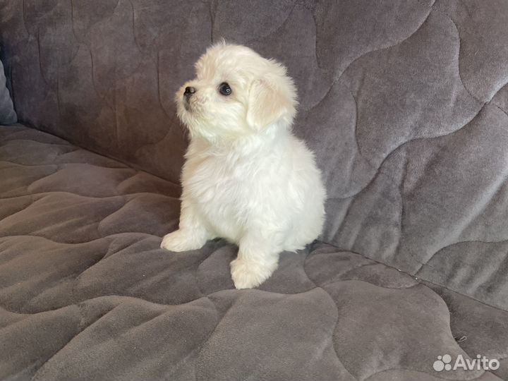 Мальтезе РКФ