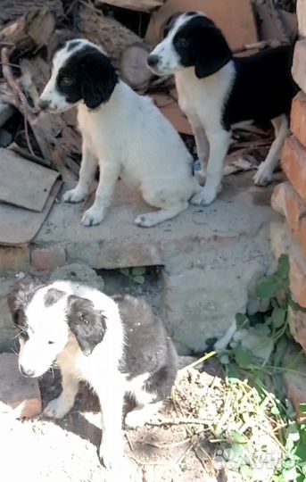 Щенки в добрые руки