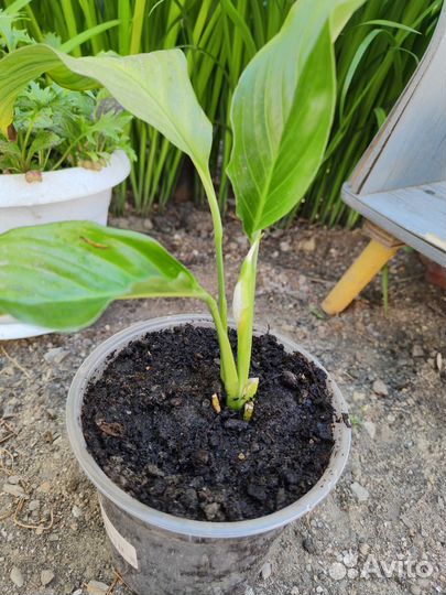 Спатифиллум