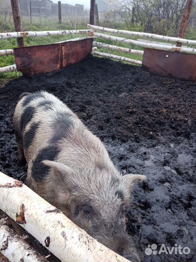 Сельхоз животные