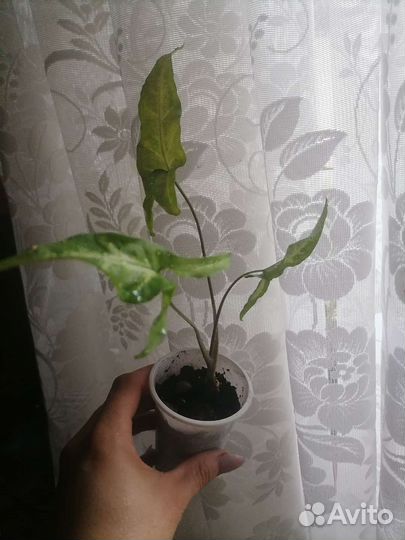 Комнатные растения
