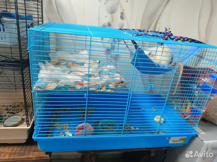 Крыски с клетками