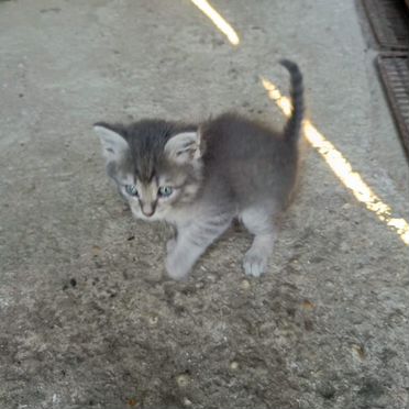 Цейлонский котёнок