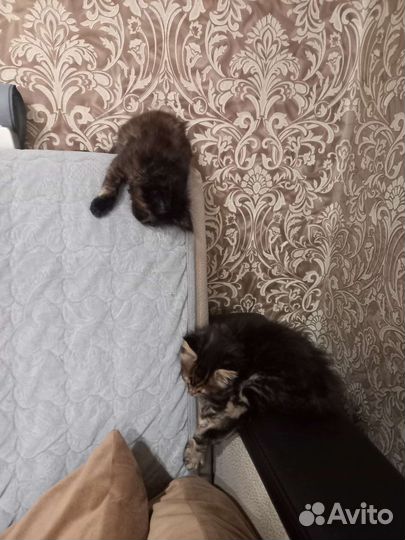 Котята мейн-кун