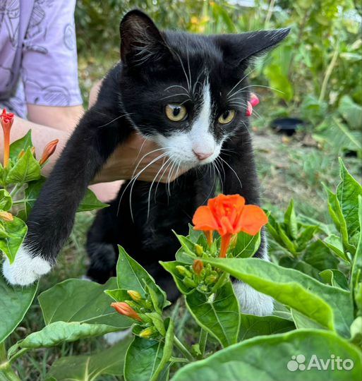 Котик-красавчик в добрые руки