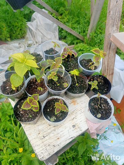 Комнатные цветы