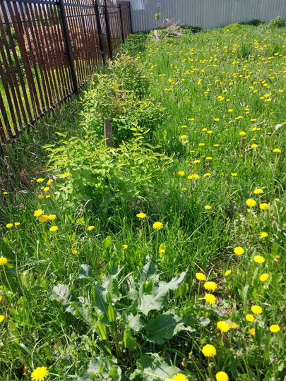 Участок 12 сот. (ИЖС)