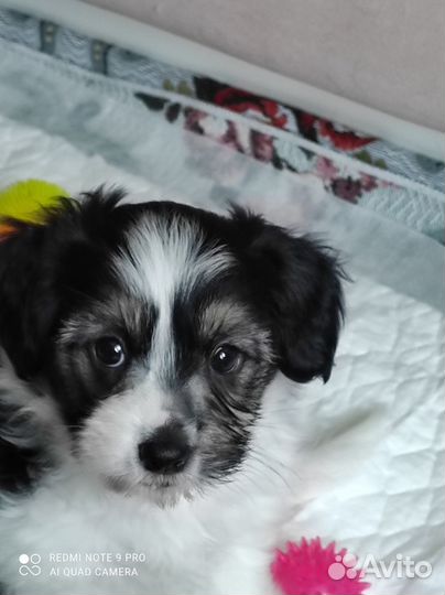 Щенки Бивер-Йорка