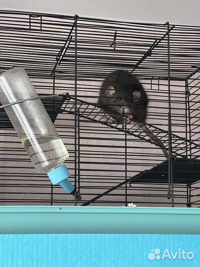 Отдам крысу бесплатно