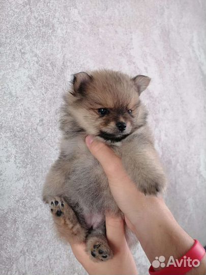 Щенки шпица