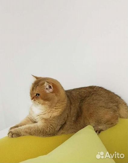 Британский кот вязка