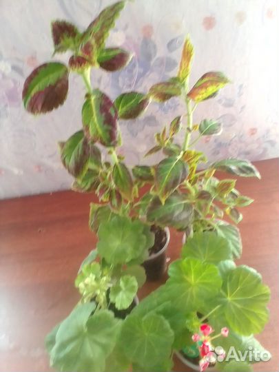 Продаю комнатные цветы