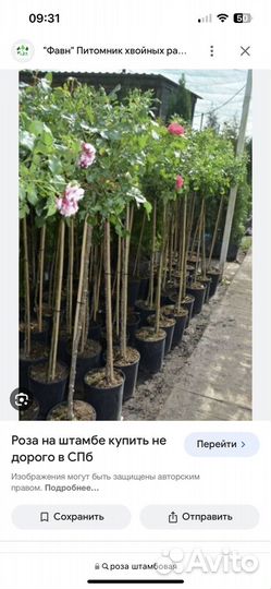 Штамбовые розы