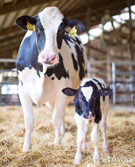 Телята голштинской породы