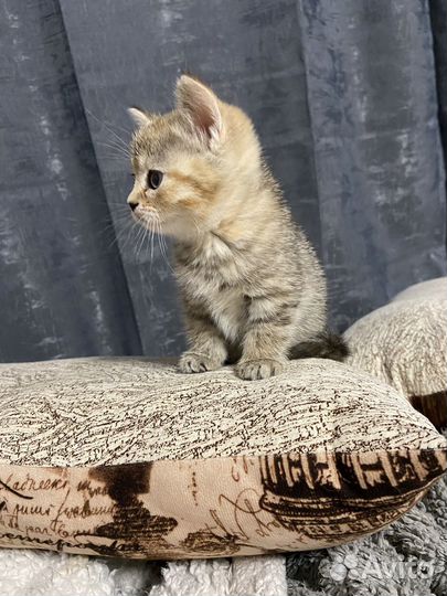 Шотландские котята прямоухие