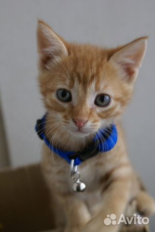 Котята смешные